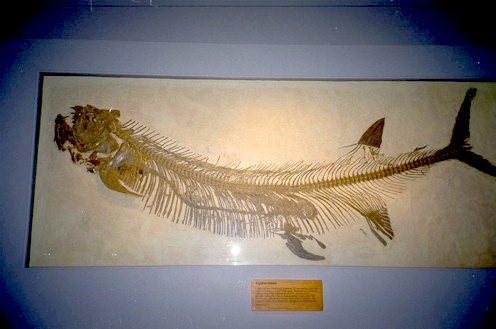 Xiphactinus Fish Died While Dining!